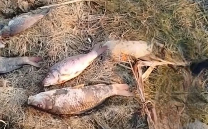 Bilasuvar’da Avcılık Sahasında Toplu Balık Ölümleri: Bakanlık Açıklama Yaptı