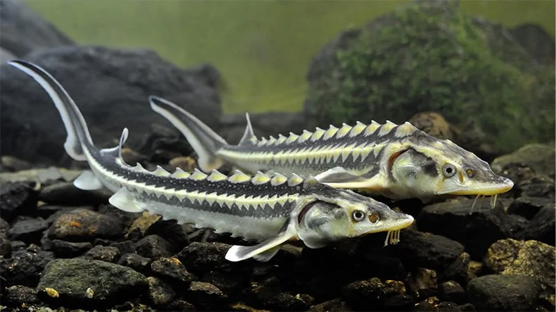 2 Manattan 35’e: Azerbaycan’da Mersin Balığı Fiyatının Gizemi