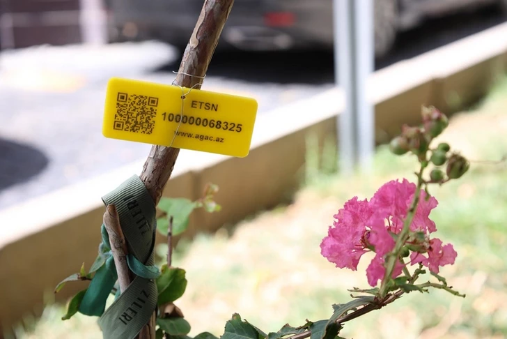 Her ağaç için “yeşil pasaport”: İçerişehir’de dijital envanter başladı