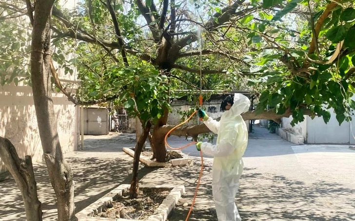 Kelebek istilası: Bakü’de beyaz Amerikan kelebeğiyle mücadele ediliyor