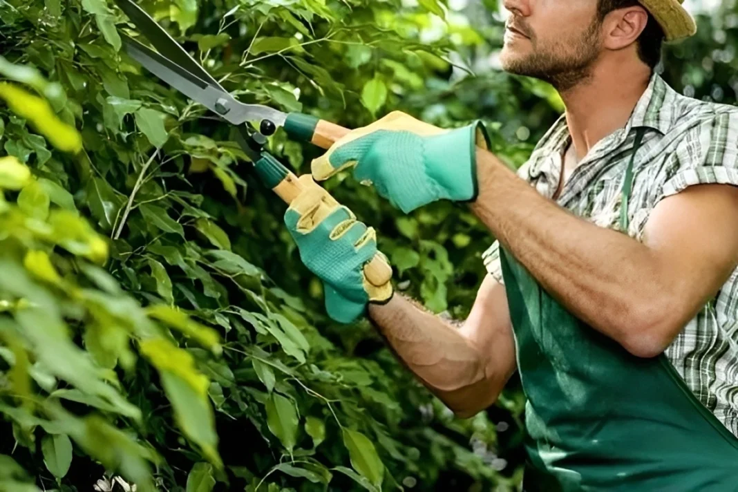 Bakü’de Adam, Haberi Olmadan “Bahçıvan” Olarak Çalışıyor Görünüyor
