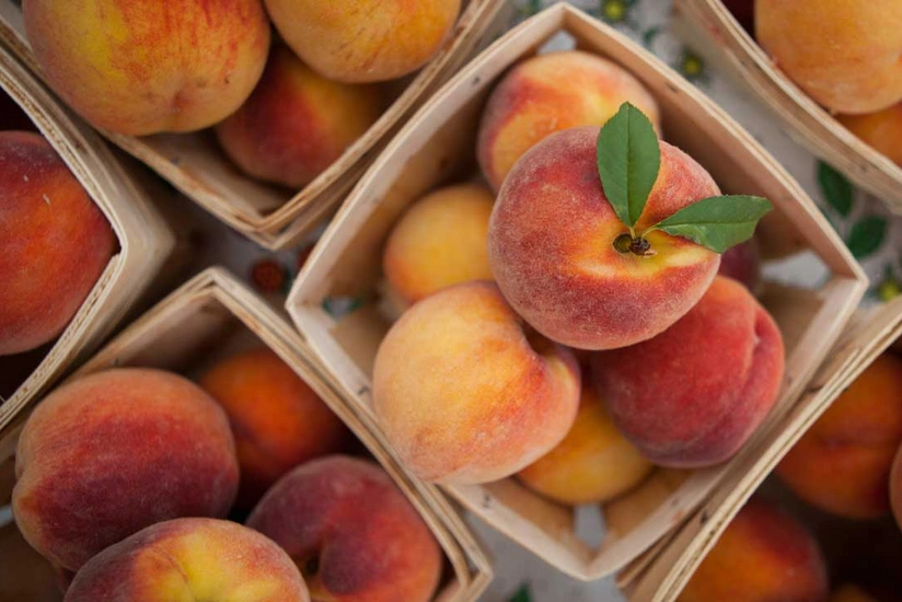 Azerbaycan Şeftali İhracatını Çeşitlendirdi: İlk Sevkiyatlar Avrupa ve Asya’ya