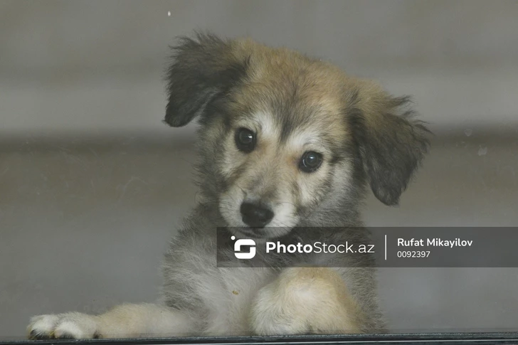 Cezadan tutuklamaya: Azerbaycan’da hayvanlara eziyetin cezası