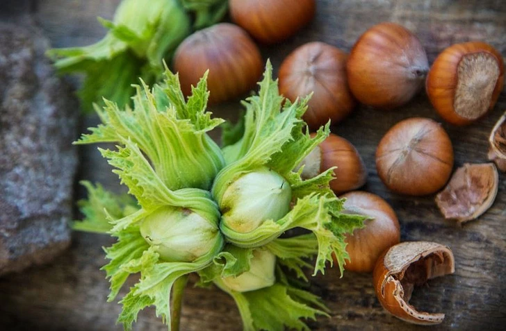 Azerbaycan’ın Orman Fındığı İhracat Gelirleri Arttı