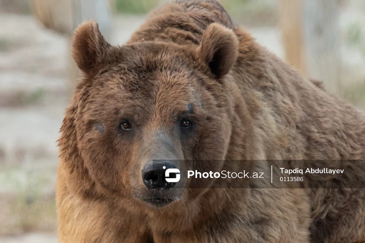 Guba bölgesinde ayı tehlikesi: Yırtıcılar köylere girip evcil hayvanlara saldırıyor