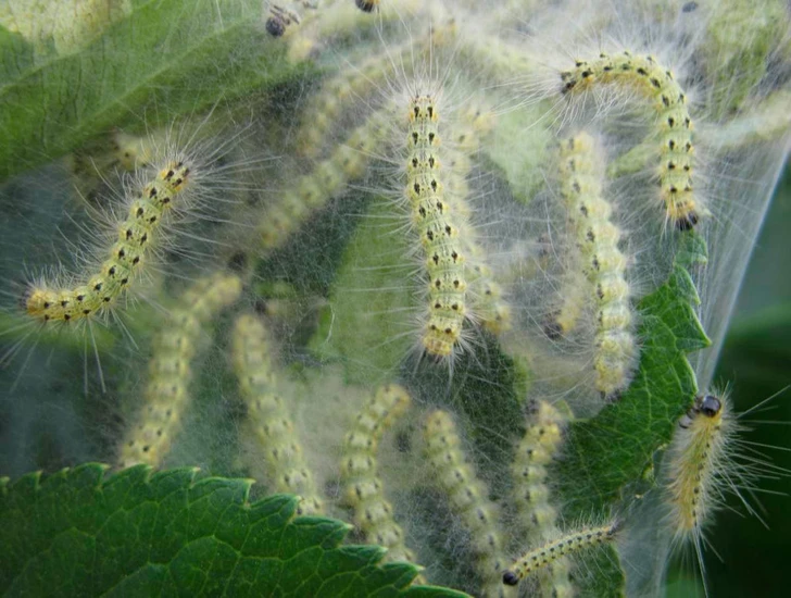 Amerikan beyaz kelebeği salgını: Azerbaycan çiftçileri için yeni tehdit