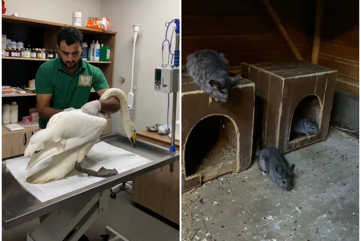 Haçmaz’daki restoranda Kırmızı Kitap’ta yer alan hayvanlar yasa dışı şekilde tutuldu