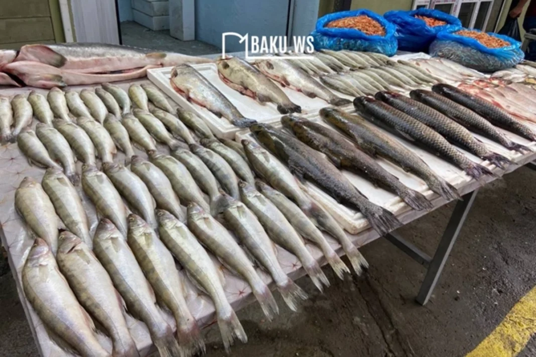 Kutup Kayboluyor: Azerbaycan’ın Sevilen Balığı Krizde