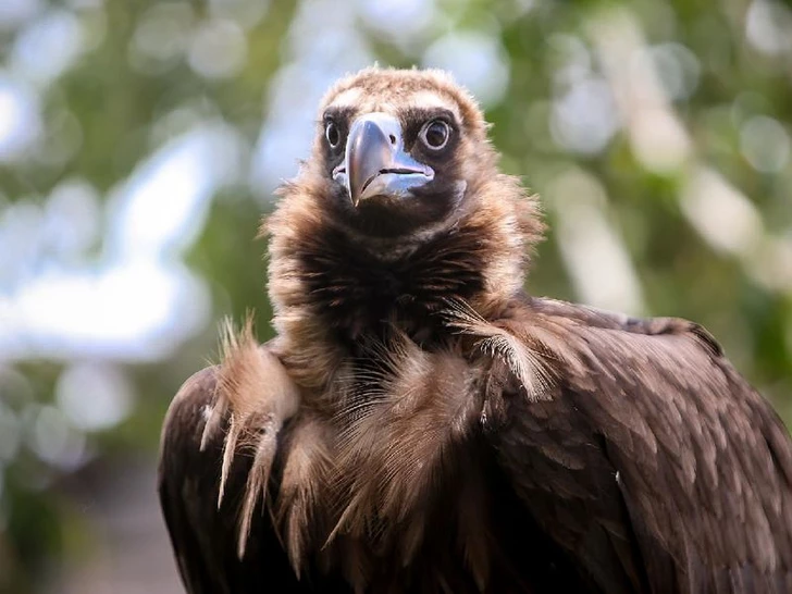 IDEA, “Kırmızı Kitap”a dahil edilen kara akbabayı özgürlüğüne kavuşturdu