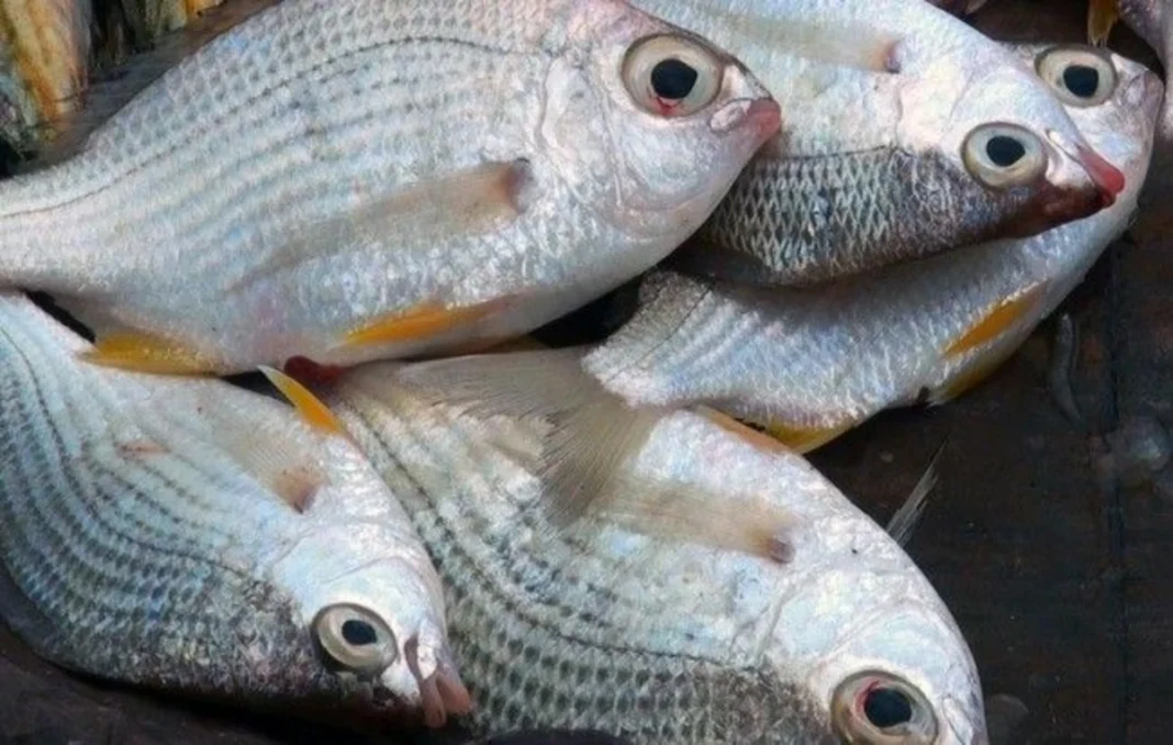 Azerbaycan’da Balık Fiyatları Neredeyse İkiye Katlanarak 14–15 AZN/kg Oldu