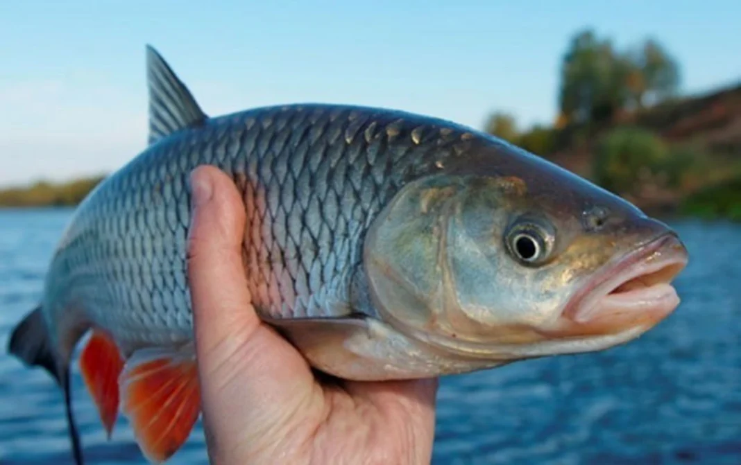 Hazar Paradoksu: Azerbaycan İthalata Bağımlı Kalırken Deniz Ürünleri Fiyatları Uçuyor