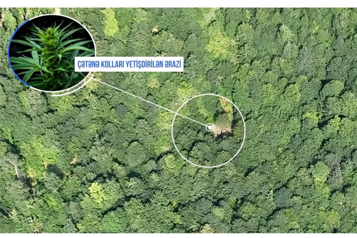 Balaken’de büyük uyuşturucu ekimi ortaya çıkarıldı