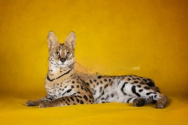 Bakü’de Arabayla Yarışan Fiyat Etiketine Sahip Bir Kedi