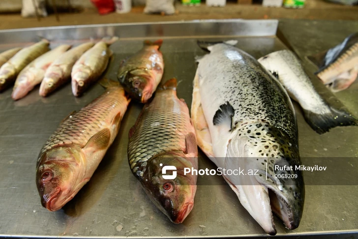 Azerbaycan’da balık avı sezonu başladı: fiyatlarda düşüş bekleniyor
