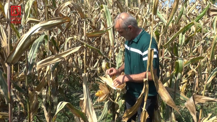 Altın Tarlalar, Boş Cebler: Azerbaycan’da Mısır Üreticilerinin Karşılaştığı Zorluklar
