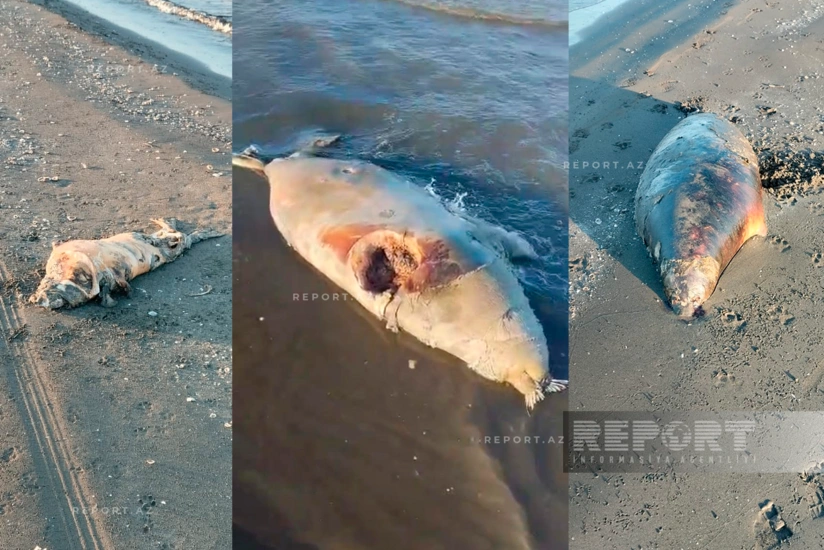 Hacmaz’da Hazar Denizi kıyısında ölü foklar bulundu